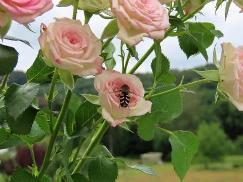 Pink roses and hoverfly Stock Photos