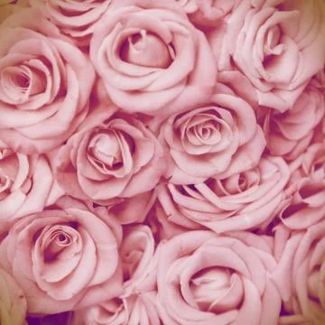 Pink roses as a background for design Photos