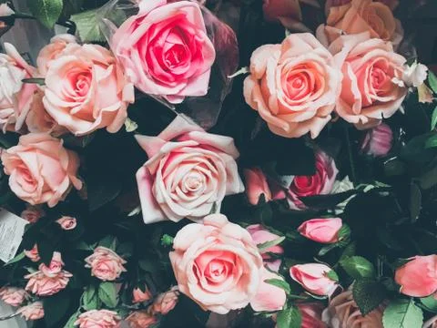 Pink roses background or texture Stock Photos