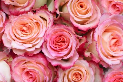 Pink roses background Stock Photos
