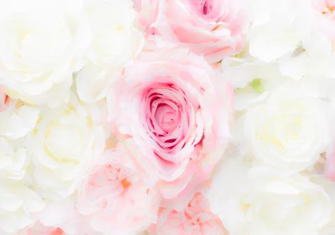Pink roses background Foto stock