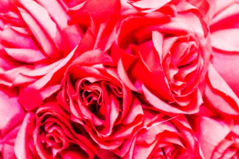 Pink roses, background Foto stock