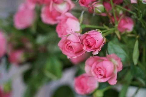 Pink roses as a background Stock Photos