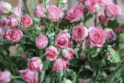 Pink roses as a background Foto stock