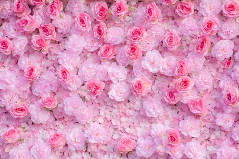 Pink roses background   Stock Photos