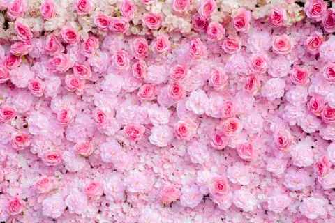 Pink roses background   Stock Photos