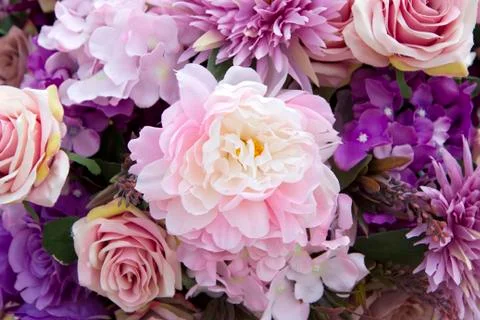 Pink roses for background Stock Photos