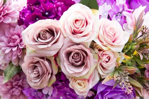 Pink roses for background Stock Photos