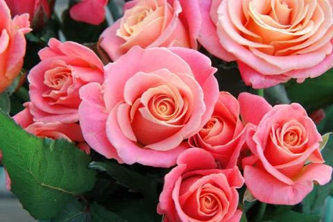 Pink roses background Stock Photos