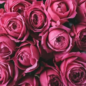 Pink roses for background. Selective focus. Stock Photos