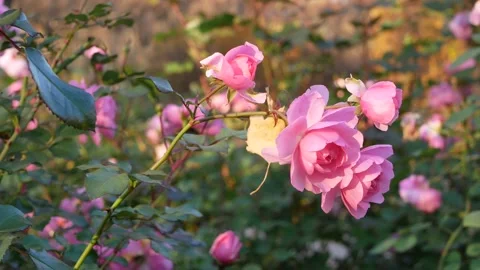 Pink roses bloom on a flower bed in the park. Stock Footage 216618251