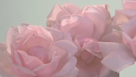 Pink roses bloom in time lapse Video stock 120424615