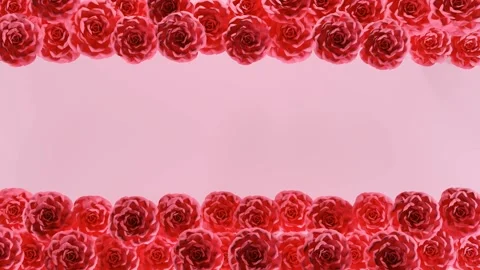 Pink roseS blooming frame 4K animation Stock Footage 266384492