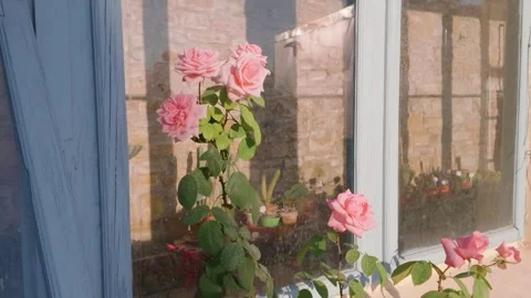 Pink Roses Blooming Outside Rustic Window in Florence Italy 库存影片 340750148