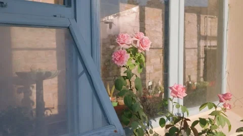 Pink Roses Blooming Outside Rustic Window in Florence Italy Stock Footage 340750258