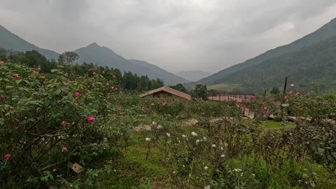 Pink roses blooming with a rustic house and mountains in Northern Vietnam. Stock Footage 324022261