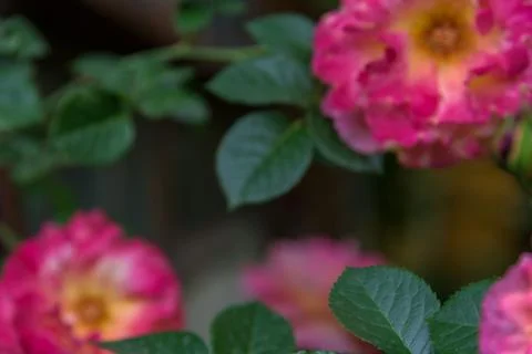 Pink roses on blur background Stock Photos