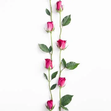 Pink roses border with blank space. Flowers arranged Stock Photos