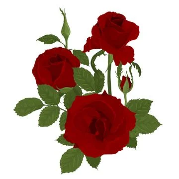 Pink roses bouquet with leaves Stock Illustration