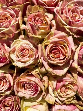 Pink Roses Bouquet Pattern Background, Template Greetings Card Banner For F.. Stock Photos