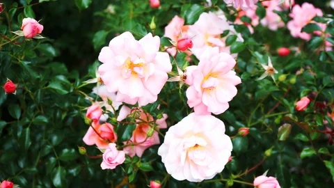 Pink roses on a bush Stock Footage 118229620