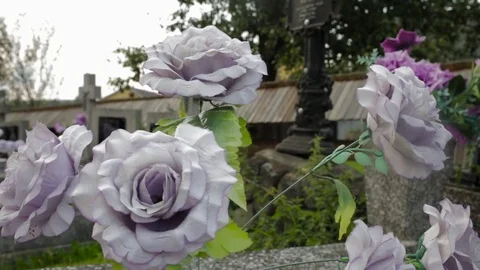 Pink Roses in the City Stock Footage 80998538