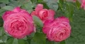 Pink roses close up in botanical garden Brunswick 4k or 4k+ Resolution