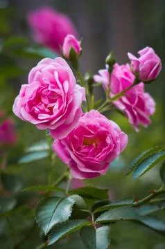 Pink Roses close-up. Stock Photos