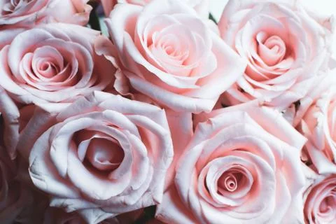 Pink roses close-up. Texture, background. 스톡 사진