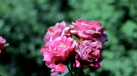   Pink roses , closeup Stock Footage 780162