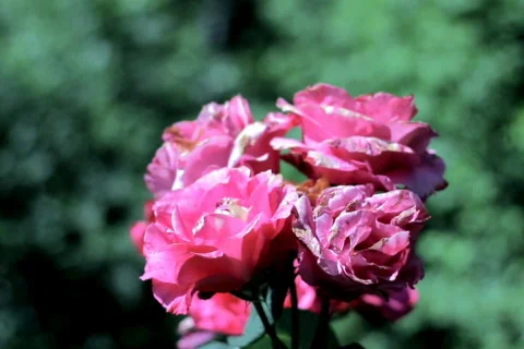 Pink roses , closeup Stock Footage 780191