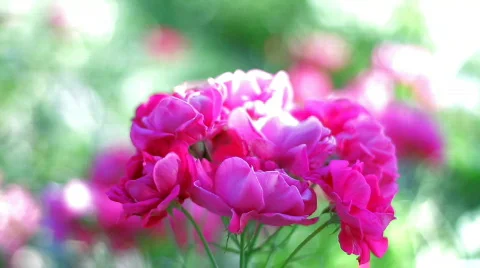 Pink roses , closeup Stock Footage 781114