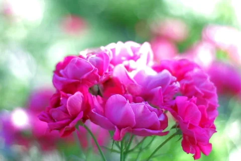 Pink roses, closeup   Stock Footage 781123