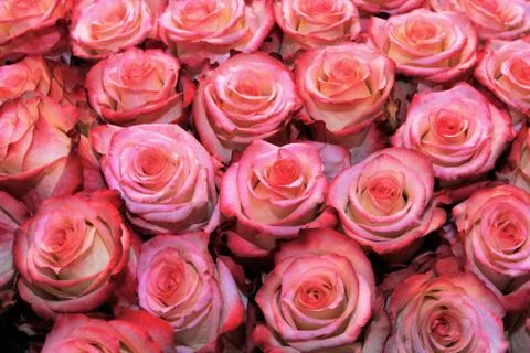 Pink roses create a beautiful background Stock Photos