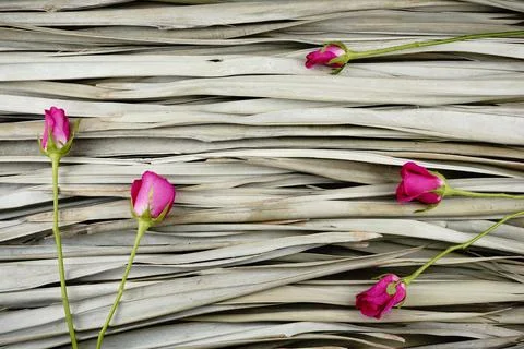 Pink roses creative flat lay on dry palm leaves background. Stock Photos