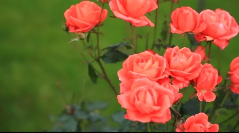 Pink roses Stock Footage 890450