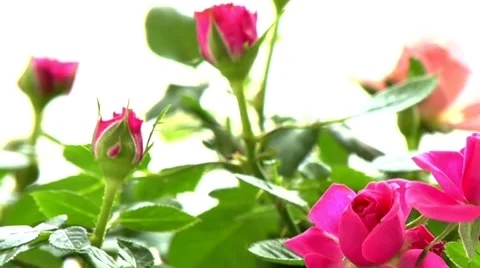 Pink roses Stock Footage 8570686