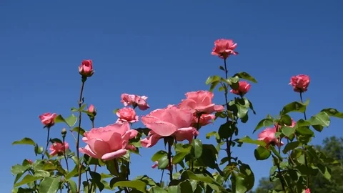 Pink roses Stock Footage 76803089