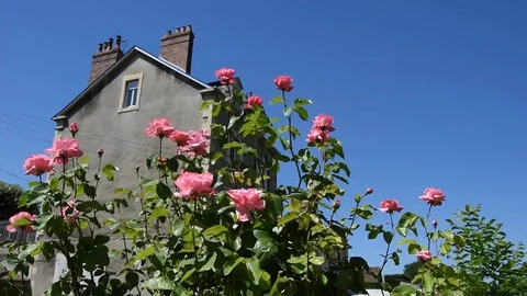 Pink roses Stock Footage 76803509