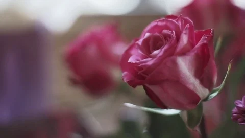 Pink Roses Stock Footage 82539673