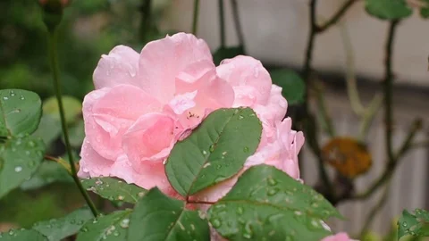 Pink roses Video stock 87176968