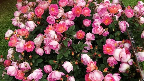 Pink roses Stock Footage 120565686