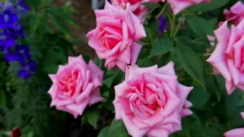 Pink roses Stock Footage 137331599