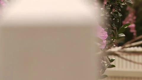 PINK ROSES Video stock 178981253