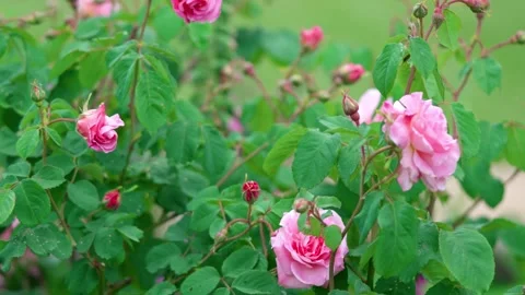 Pink roses Stock Footage 314435148