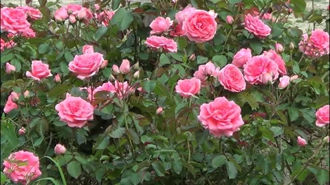 Pink roses Vídeo Stock 334861234