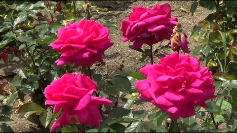 Pink roses Vídeo Stock 334861361