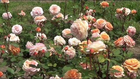 Pink roses Stock Footage 334861362
