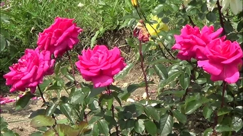 Pink roses Stock-Footage 338092124