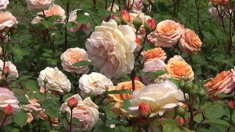 Pink roses Stockbeeldmateriaal 338113756